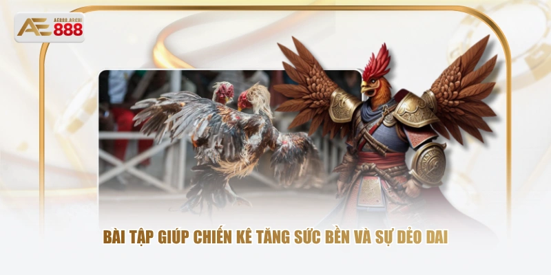 Bài tập giúp chiến kê tăng sức bền và sự dẻo dai