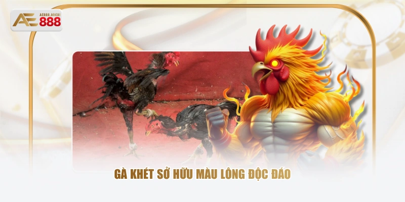 Gà khét sở hữu màu lông độc đáo 