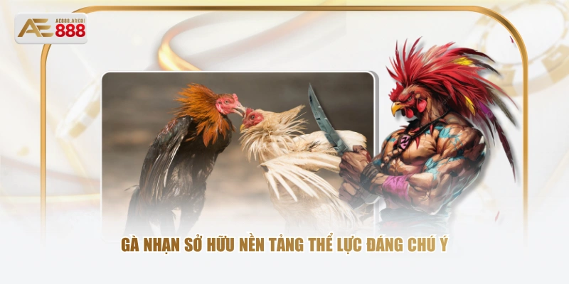 Gà nhạn sở hữu nền tảng thể lực đáng chú ý