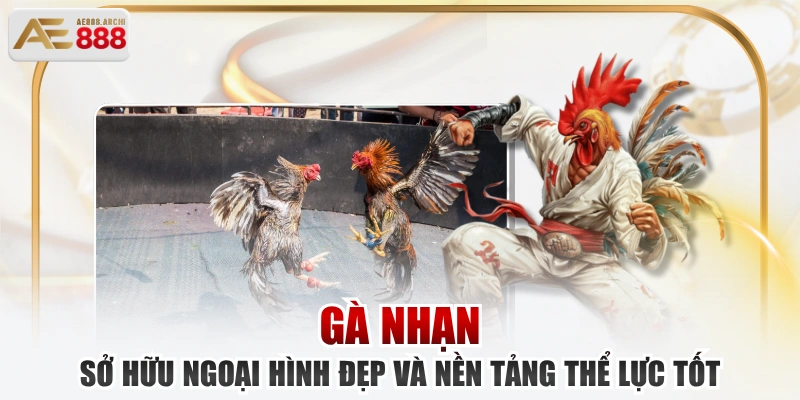 Gà Nhạn Sở Hữu Ngoại Hình Đẹp Và Nền Tảng Thể Lực Tốt