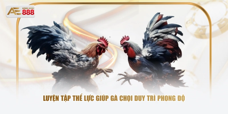 Luyện tập thể lực giúp gà chọi duy trì phong độ 